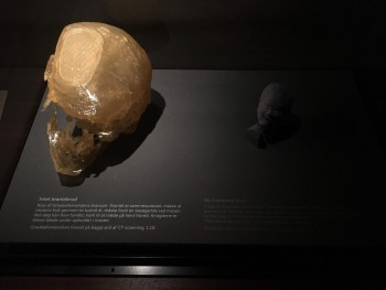 Figure 3. Grauballe Man’s skull replicated from CT scans, Mosegaard Museum  (Photograph, M. Schlanker 2018)